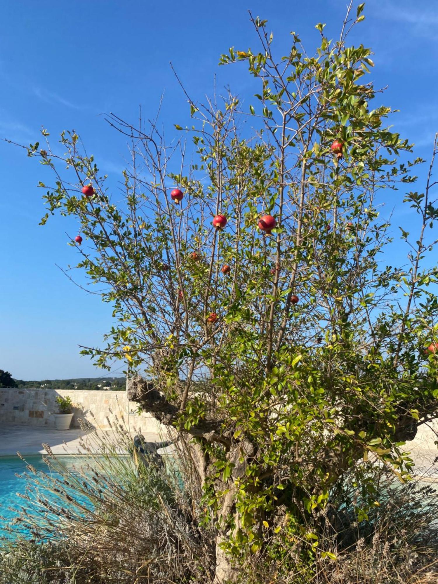 Trulli Clematis With Pool Hotel Селва ди Фасано Екстериор снимка